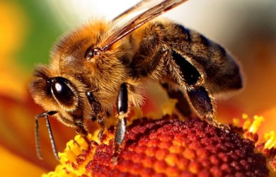 picture of a bee