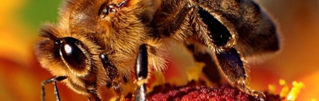 picture of a bee