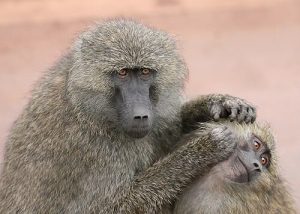 image of monkey grooming another monkey