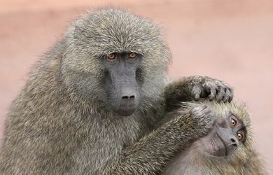 image of monkey grooming another monkey