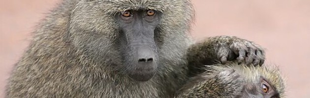 image of monkey grooming another monkey