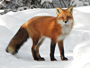 picture of fox