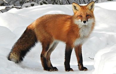 picture of fox