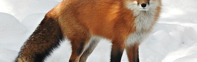picture of fox