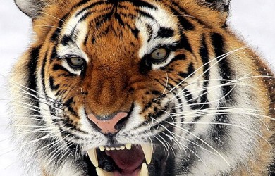photo of a tiger