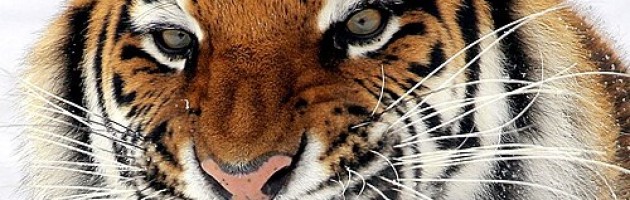 photo of a tiger